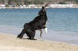BORDER COLLIE 1606
